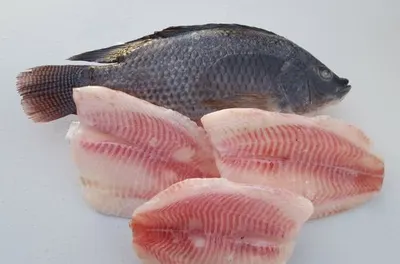 Filet de Tilapia